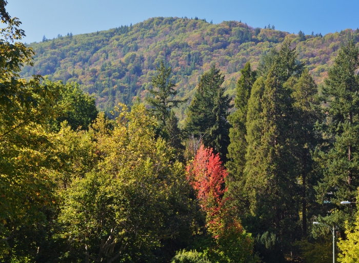 fall trees